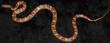 hypo2
