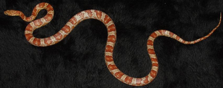 hypo2