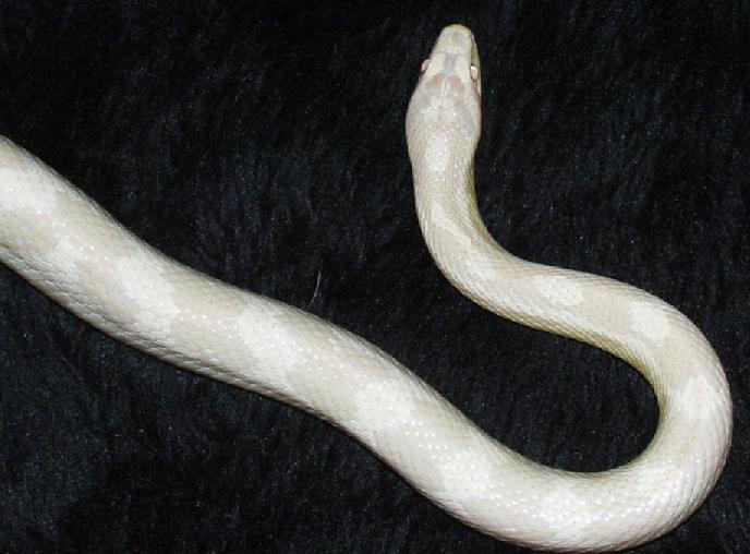 snowhead2