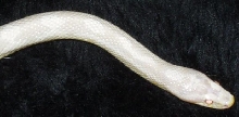 snowhead
