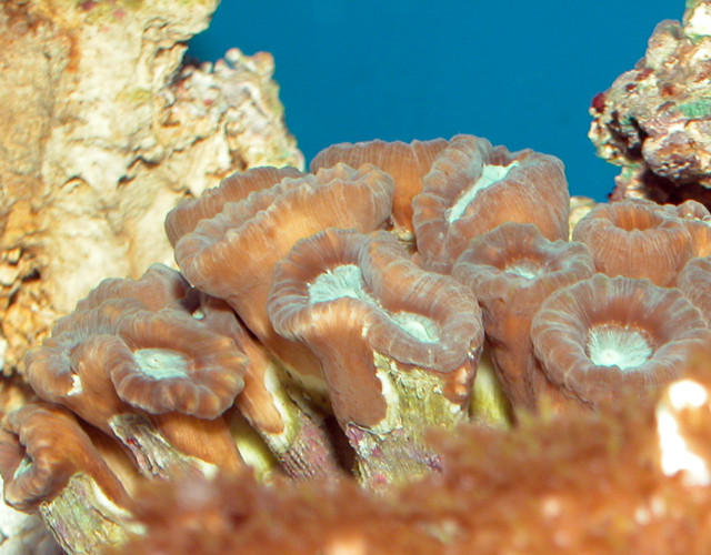 Saltwater - Austin Aquariums