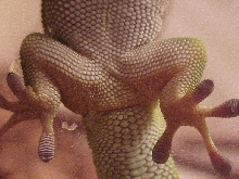 help sexing?