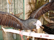 Show me your wings!