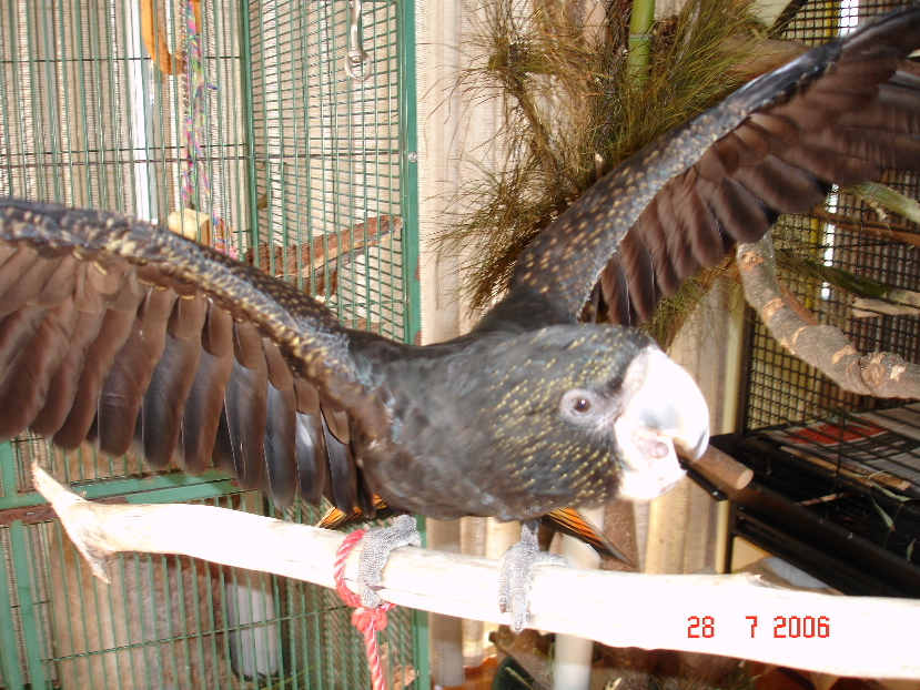 Show me your wings!