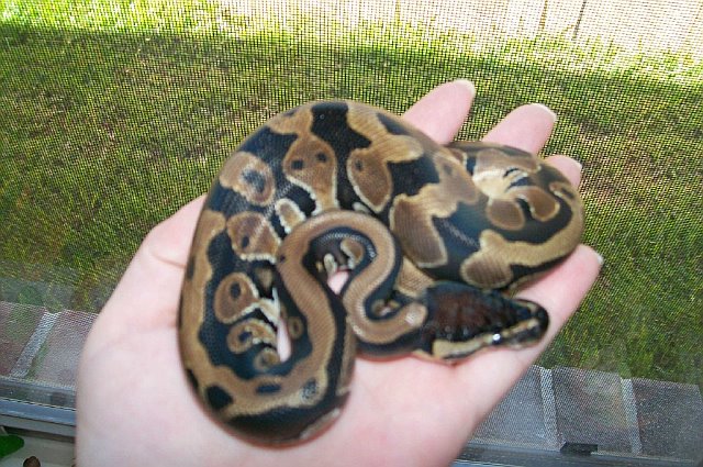 Cleopatra