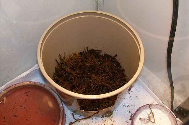 nest box