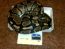 0.1 Het pied