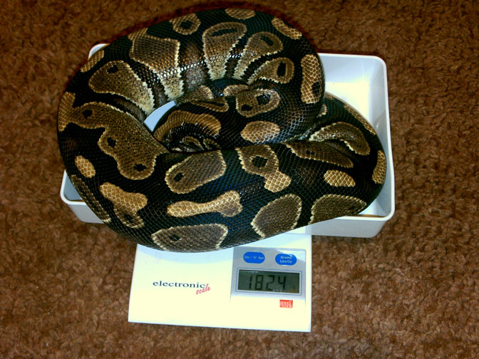 0.1 Het pied