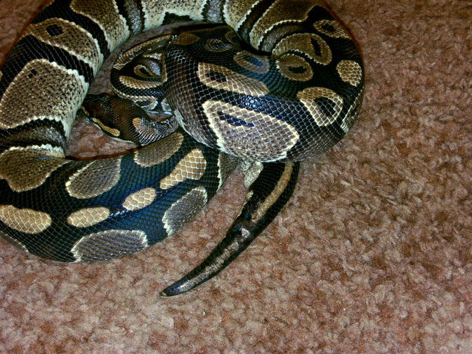 0.1 Het pied showing bad spot on her tail