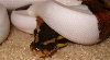 07 pied male