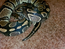 0.1 Het pied showing bad spot on her tail