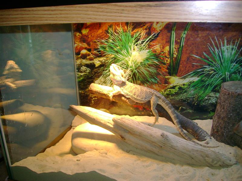 burrowing