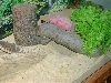 burrowing