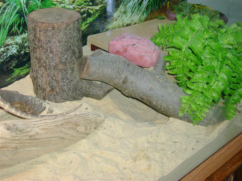burrowing