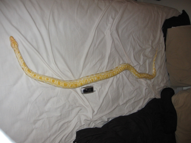 Beautiful snake