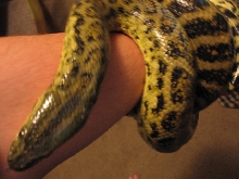 Yellow Hypo Anaconda