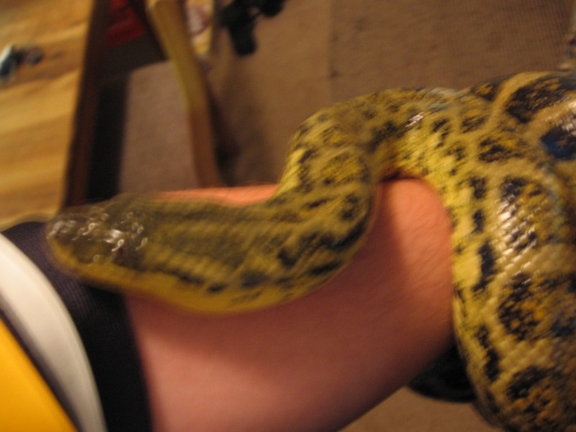 Yellow Hypo Anaconda