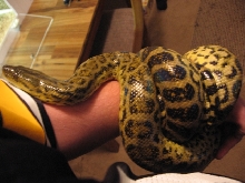 Yellow Hypo Anaconda