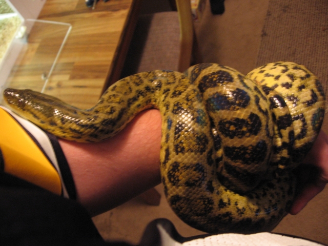 Yellow Hypo Anaconda