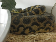 day before his shed