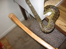 day before his shed