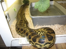 day before his shed