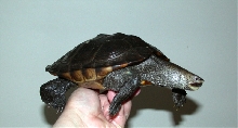 Baltimore terrapin