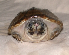 Staurotypus triporcatus juvenile