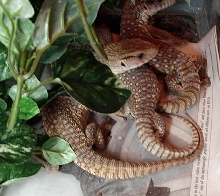 Baby Savannahs