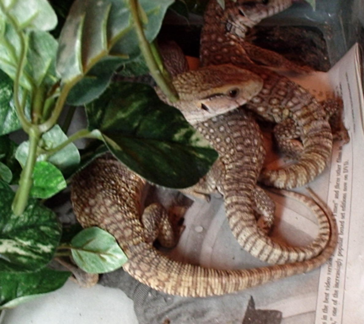 Baby Savannahs