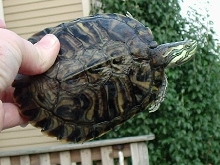 Slider hybrid carapace
