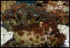 Saltwater - Austin Aquariums