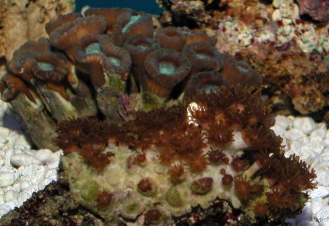 Saltwater - Austin Aquariums