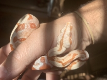 Sunglow