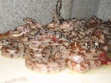 2007 Salmon x Laddertail Clutch