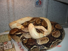 Sunglow x Laddertail