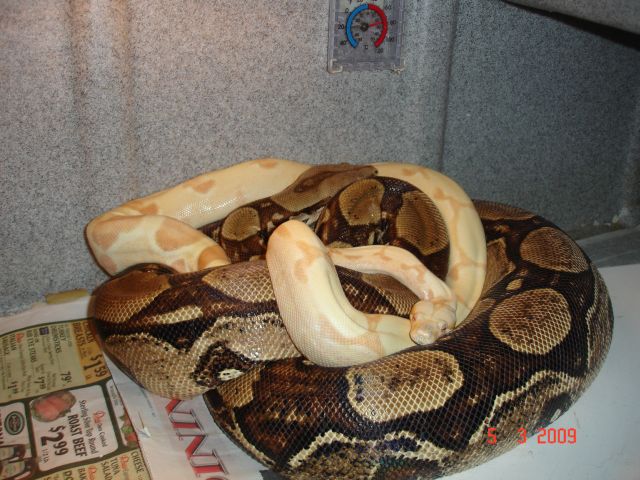 Sunglow x Laddertail