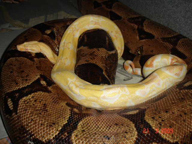 Sharp Albino x Pastel 2009 Breeding