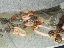 Albino 2006 Clutch
