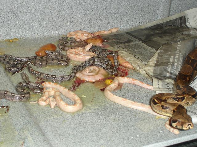 Albino 2006 Clutch