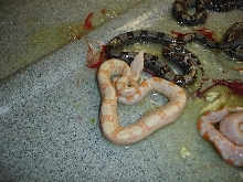 Albino 2006 Clutch
