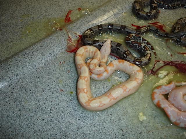 Albino 2006 Clutch