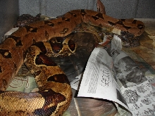 Pastel Het Albino Clutch - 2006
