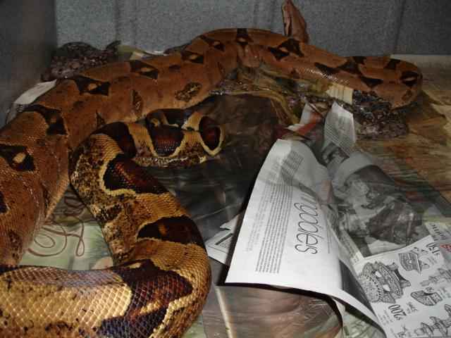 Pastel Het Albino Clutch - 2006