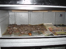 Pastel Het Albino Clutch - 2006