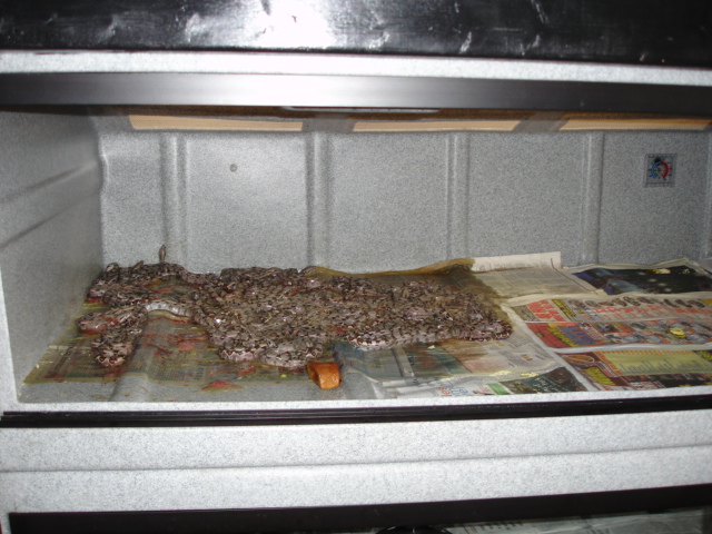 Pastel Het Albino Clutch - 2006