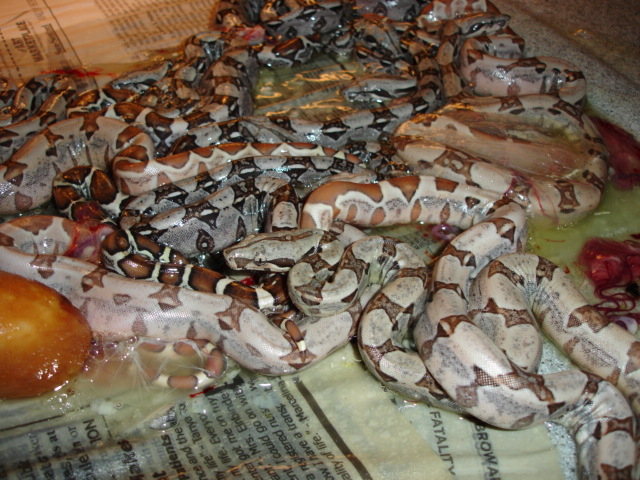 2006 Salmon Clutch