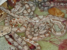 Clutch of Poss Super & Het Anery  Salmons