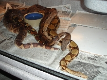 2006-2007  Breeding Salmon x Ladder Tail Boa