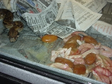2006 Sunglow Clutch